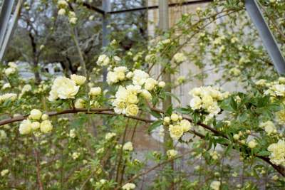 TEXAS LOMETA YELLOW ROSE.JPG